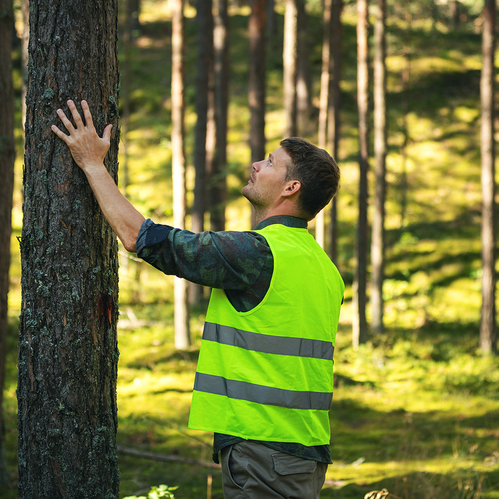 forest engineer